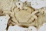Fossil Crab (Potamon) Preserved in Travertine - Turkey #106451-2